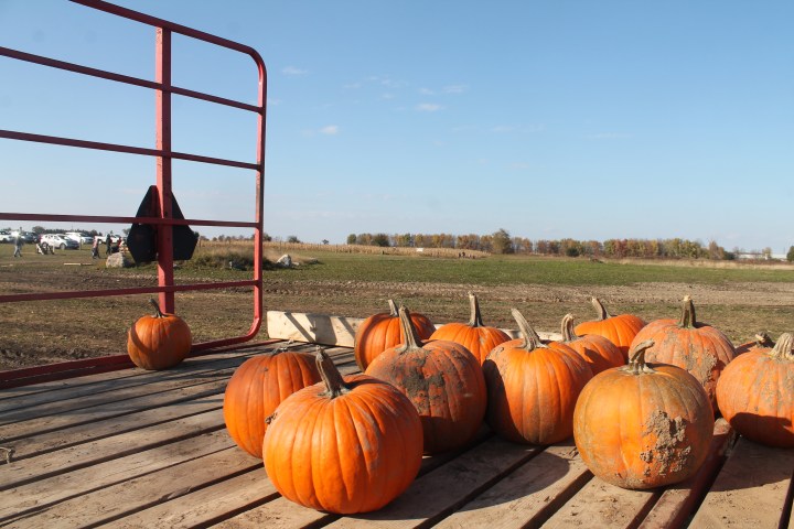 OOTD: PUMPKIN PATCH&nbsp;REALNESS